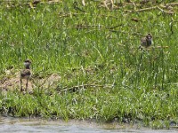 African Wattled Lapwing (Vanellus senegallus)