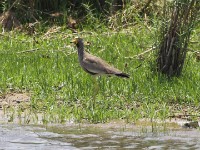 African Wattled Lapwing (Vanellus senegallus)