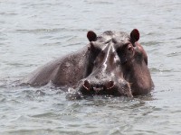 Hippopotamus (Hippopotamus amphibius)