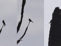 Dickinson's Kestrel (Falco dickinsoni)