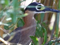 White-backed Night Heron (Gorsachius leuconotus)