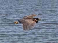 White-backed Night Heron (Gorsachius leuconotus)