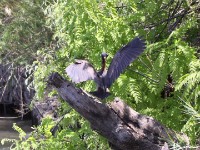 White-backed Night Heron (Gorsachius leuconotus)