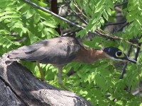 White-backed Night Heron (Gorsachius leuconotus)