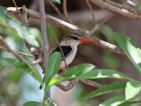 Brown-hooded Kingfisher (Halcyon albiventris)
