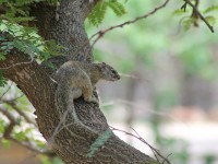 Smith's Bush Squirrel (Paraxerus cepapi)