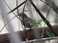 Green-winged Pytilia (Pytilia melba)