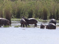 Hippopotamus (Hippopotamus amphibius)