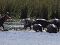 Hippopotamus (Hippopotamus amphibius)