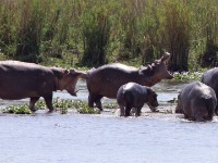 Hippopotamus (Hippopotamus amphibius)