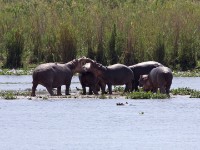 Hippopotamus (Hippopotamus amphibius)