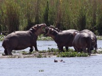 Hippopotamus (Hippopotamus amphibius)