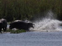 Hippopotamus (Hippopotamus amphibius)