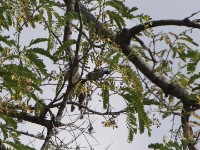 White-bellied Sunbird (Cinnyris talatala)