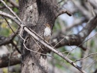 Violet-backed Starling (Cinnyricinclus leucogaster)