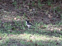 Tropical Boubou (Laniarius major)