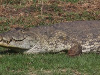 Nile Crocodile (Crocodylus niloticus)