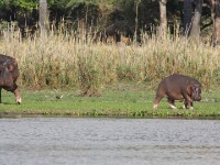 Hippopotamus (Hippopotamus amphibius)