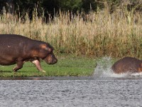 Hippopotamus (Hippopotamus amphibius)