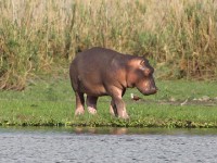 Hippopotamus (Hippopotamus amphibius)