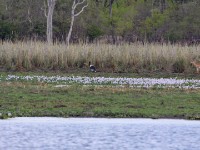 Saddle-billed Stork (Ephippiorhynchus senegalensis)