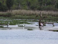 Intermediate Egret (Egretta intermedia) Grey Heron (Ardea cinerea) Little Egret (Egretta garzetta) Pied Kingfisher (Ceryle rudis) Yellow-billed Stork (Mycteria ibis) Great Egret (Ardea alba)