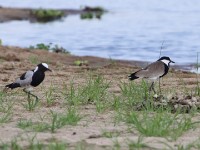 Blacksmith Lapwing (Vanellus armatus) Spur-winged Lapwing (Vanellus spinosus)