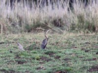 African Darter (Anhinga rufa)