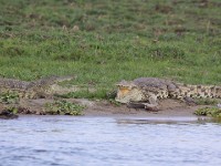 Nile Crocodile (Crocodylus niloticus)
