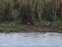 Long-toed Lapwing (Vanellus crassirostris)