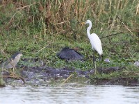 Black-crowned Night Heron (Nycticorax nycticorax) Black Heron (Egretta ardesiaca) Great Egret (Ardea alba)