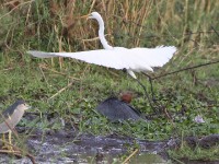 Black-crowned Night Heron (Nycticorax nycticorax) Black Heron (Egretta ardesiaca) Great Egret (Ardea alba)