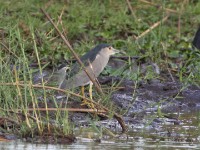 Black-crowned Night Heron (Nycticorax nycticorax) Black Heron (Egretta ardesiaca)