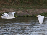 Western Cattle Egret (Bubulcus ibis)