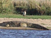 Yellow-billed Stork (Mycteria ibis) Nile Crocodile (Crocodylus niloticus)