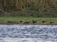 African Skimmer (Rynchops flavirostris)