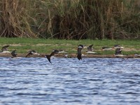 African Skimmer (Rynchops flavirostris)