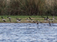 African Skimmer (Rynchops flavirostris)