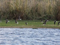 African Skimmer (Rynchops flavirostris)