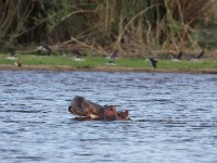 Hippopotamus (Hippopotamus amphibius) African Skimmer (Rynchops flavirostris)
