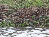 Burchell's Coucal (Centropus burchellii)