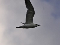 Gull-billed Tern (Gelochelidon nilotica)