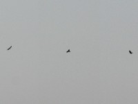 Raptor sp.