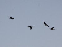 Comb Duck (Sarkidiornis sylvicola)