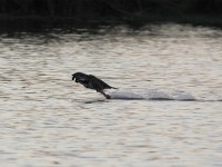 Western Osprey (Pandion haliaetus)