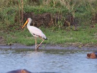 Yellow-billed Stork (Mycteria ibis)