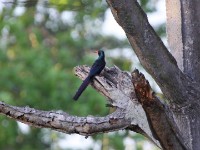Green Wood Hoopoe (Phoeniculus purpureus)