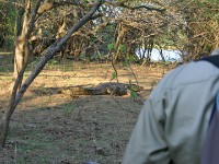 Nile Crocodile (Crocodylus niloticus)