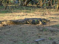Nile Crocodile (Crocodylus niloticus)