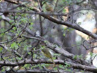 Yellow-bellied Greenbul (Chlorocichla flaviventris)